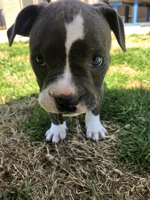 Blue nore pitbull puppies available!! Image eClassifieds4u