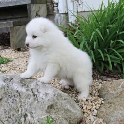Charming male and female Samoyed pups for sale Image eClassifieds4u