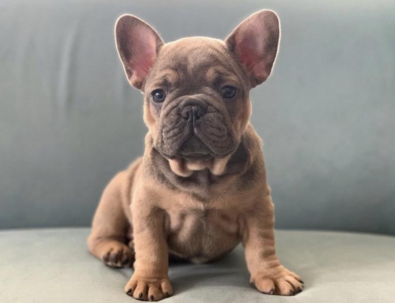 Cute French Bulldog Puppy For Sale. Image eClassifieds4u