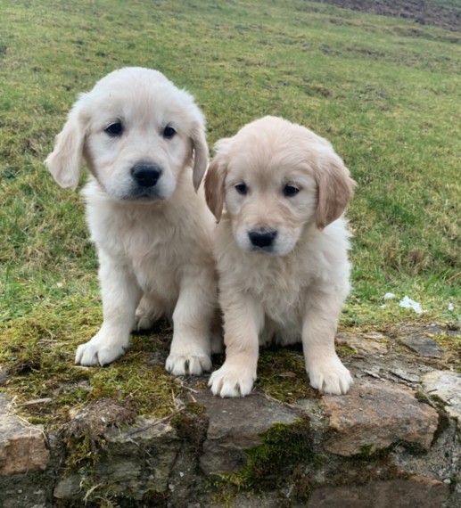 Home-Raised Golden Retriever Puppies available Image eClassifieds4u