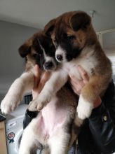Trained Akita puppies available now. Image eClassifieds4U