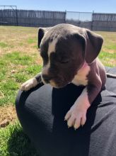 Blue nore pitbull puppies available!! Image eClassifieds4U