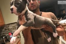 Blue nore pitbull puppies available!! Image eClassifieds4u 2