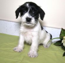 C.K.C MALE AND FEMALE MINIATURE SCHNAUZER PUPPIES AVAILABLE Image eClassifieds4U