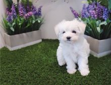 Cute Maltese Puppies Image eClassifieds4U