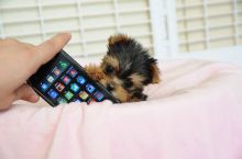 Doll Faced teacup Yorkie girl Image eClassifieds4U