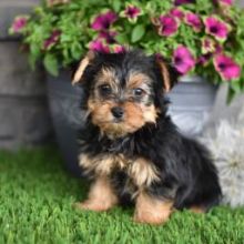 Quality Yorkie Puppies for Sale Image eClassifieds4U