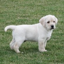 Two Lovely Labrador retriever puppies available. Image eClassifieds4U