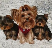 YORKSIRE TERRIERS. 1 MALE AND 1 FEMALE Image eClassifieds4U