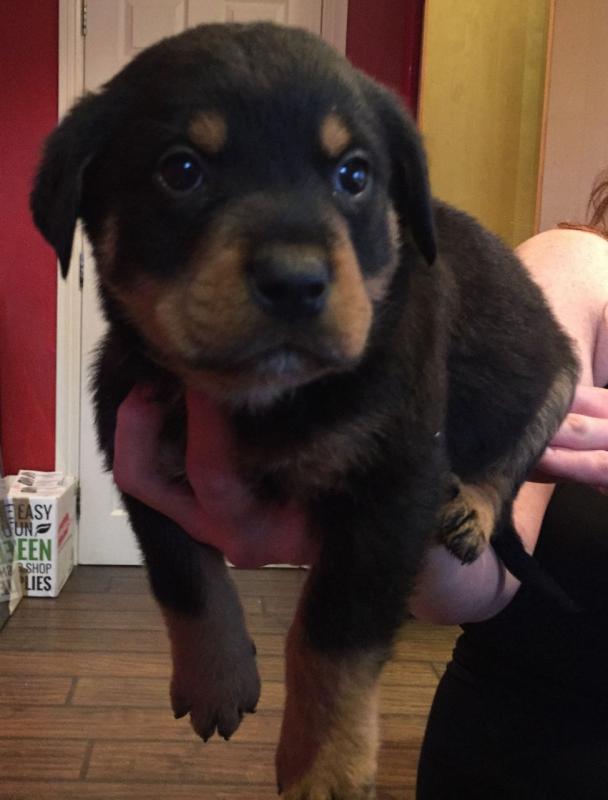 male and female Rottweiler puppies contact us at oj557391@gmail.com Image eClassifieds4u