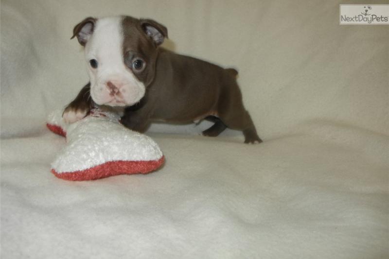 Outgoing Boston Terrier puppies for sale Image eClassifieds4u