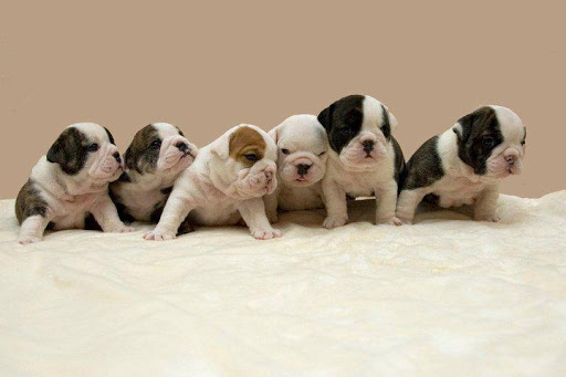 Purebred English Bulldogs Image eClassifieds4u