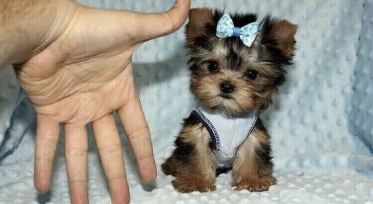 Tiny cute Yorkie puppies ready to leave Image eClassifieds4u