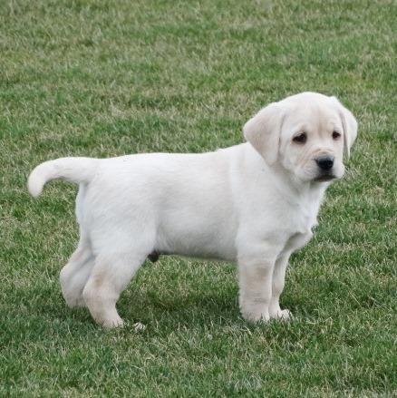 Two Lovely Labrador retriever puppies available. Image eClassifieds4u