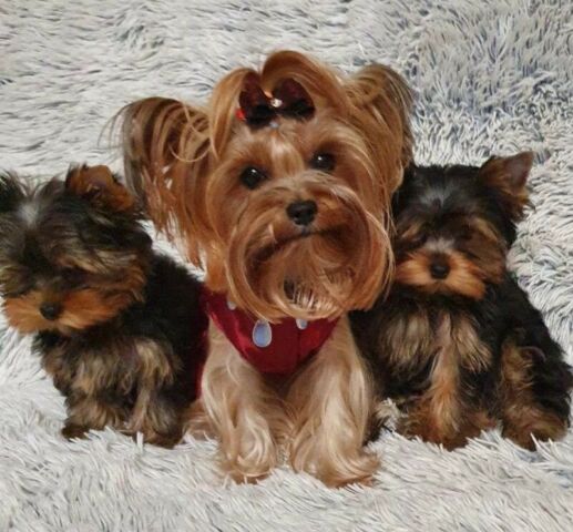 YORKSIRE TERRIERS. 1 MALE AND 1 FEMALE Image eClassifieds4u