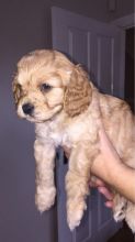 male and female CAVAPOO puppies contact us at jl245289@gmail.com