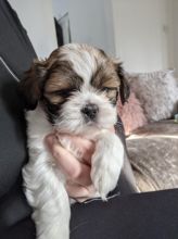Sweet male and female shihtzu puppies Email us at jl245289@gmail.com