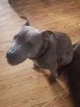 Dog for sale Image eClassifieds4u 2