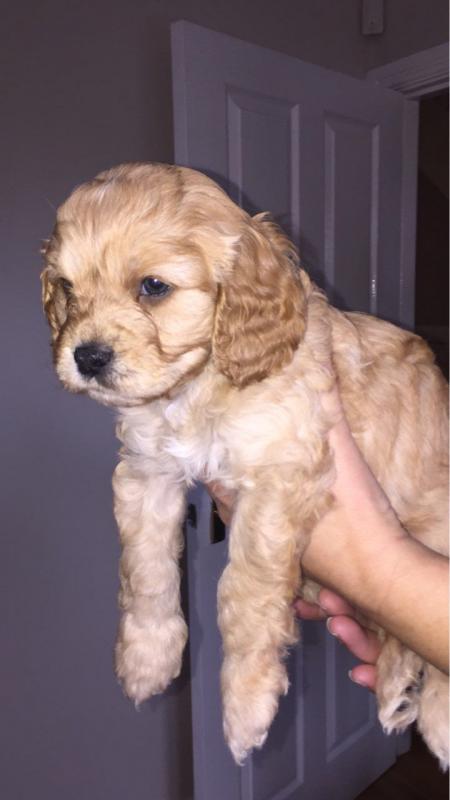 male and female CAVAPOO puppies contact us at jl245289@gmail.com Image eClassifieds4u