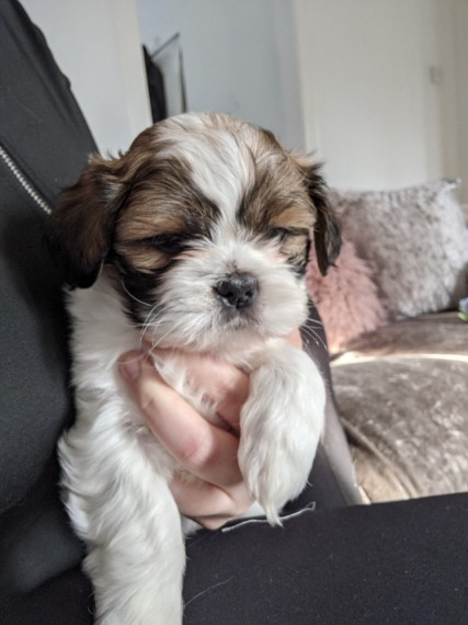 Sweet male and female shihtzu puppies Email us at jl245289@gmail.com Image eClassifieds4u