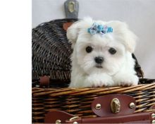 Awesome CKC T-Cup Maltese Puppies (Champion Bloodlines)