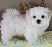 Beautiful Teacup Maltese Puppies For re-homing