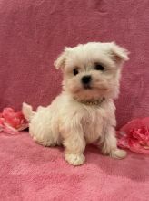 Beautifull T-Cup Maltese Ready for a new family