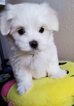 Charming Teacup Maltese Puppies Available