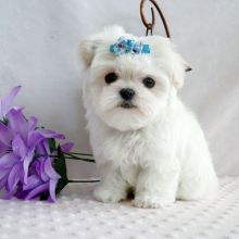 Family Raised T-Cup Maltese Puppies Available