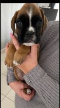 Fantastic BOXER Puppies Male and Female contact us at oj557391@gmail.com