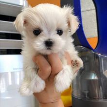 Good looking T-Cup Maltese Pups ready for new home.