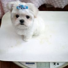 Gorgeous Maltese puppies Available To A Good Homes.