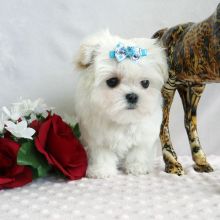 Home Raised T-Cup Maltese Puppies Available