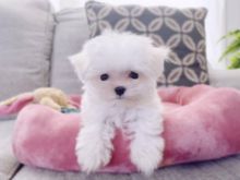 Very Friendly Teacup Maltese Puppies Available