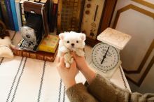 Well Trained Teacup Maltese Puppies For Adoption