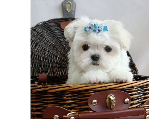 Awesome CKC T-Cup Maltese Puppies (Champion Bloodlines) Image eClassifieds4u