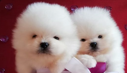 Beautiful Pomeranian puppies available for adoption. email: (lovelypomeranian155@gmail.com) for more Image eClassifieds4u