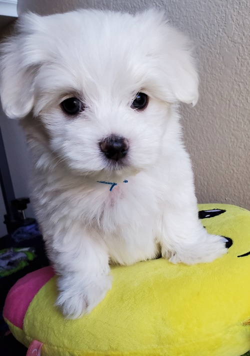 Charming Teacup Maltese Puppies Available Image eClassifieds4u