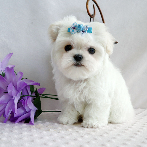 Family Raised T-Cup Maltese Puppies Available Image eClassifieds4u