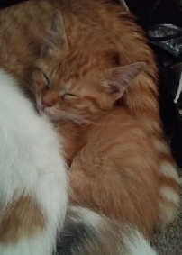 FREE KITTENS FOR ADOPTION TO GOOD HOME !!! Image eClassifieds4u