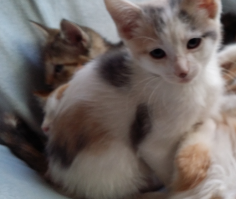 FREE KITTENS FOR ADOPTION TO GOOD HOME !!! Image eClassifieds4u