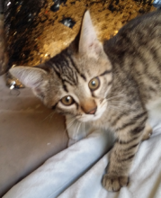 FREE KITTENS FOR ADOPTION TO GOOD HOME !!! Image eClassifieds4u 3