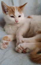 FREE KITTENS FOR ADOPTION TO GOOD HOME !!! Image eClassifieds4u 4