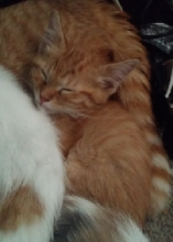 FREE KITTENS FOR ADOPTION TO GOOD HOME !!! Image eClassifieds4u 1