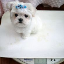 Gorgeous Maltese puppies Available To A Good Homes. Image eClassifieds4U