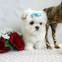 Home Raised T-Cup Maltese Puppies Available Image eClassifieds4U