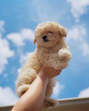 CUTE AND AMAZING CKC MALTIPOO PUPPIES FOR RE-HOMING