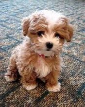 Most Charming male and female Maltipoo Puppies for sale