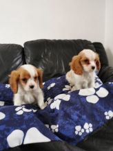 12 weeks old Cavalier King Charles Spaniel puppies for sale Email us at jl245289@gmail.com