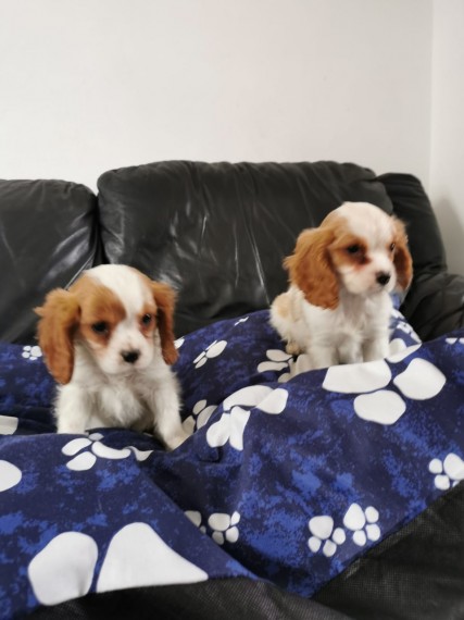 12 weeks old Cavalier King Charles Spaniel puppies for sale Email us at jl245289@gmail.com Image eClassifieds4u